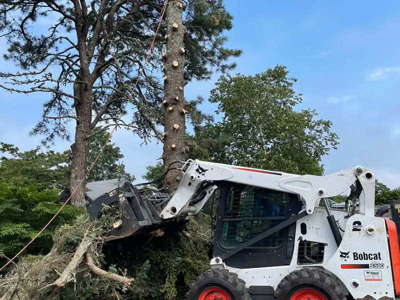 Bobcat loader clearing a large tree on a Cape Cod property