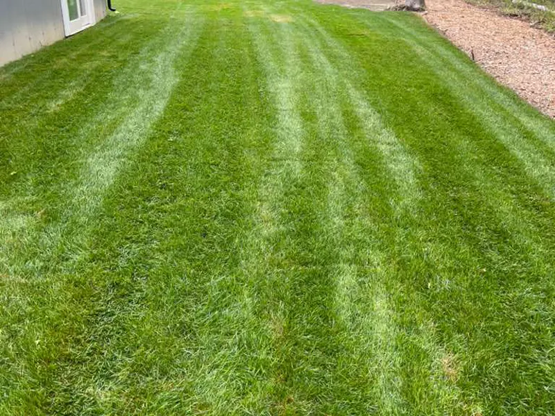 Freshly mowed lawn with clean stripes in Cape Cod, MA